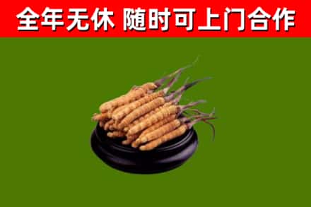 望花回收散虫草