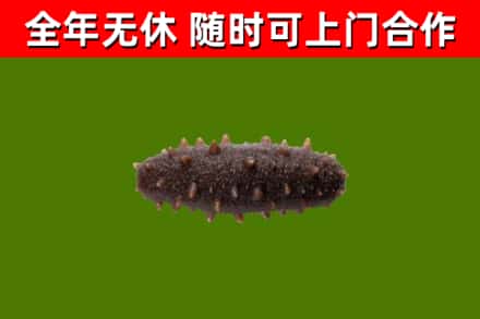 望花回收海参干